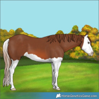 Horse Color:Chestnut Splash