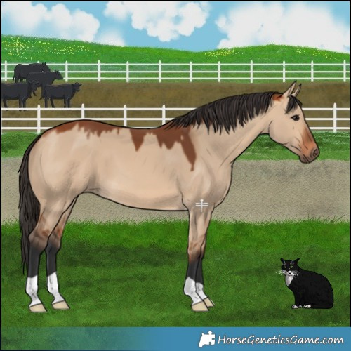 Horse Color:Bay Dun 