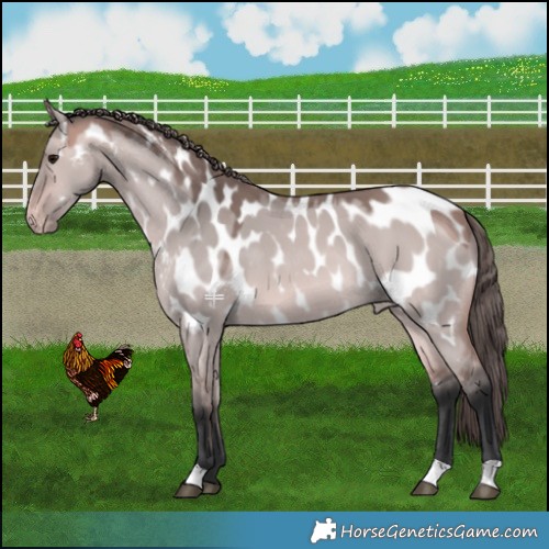 Horse Color:Platinum Bay Dun Appaloosa 