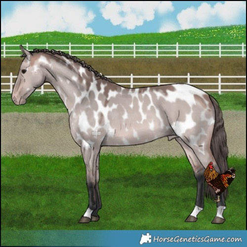 Horse Color:Platinum Bay Dun Near Leopard 