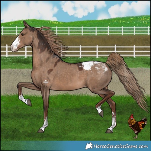 Horse Color:Liver Red Dun Sabino Appaloosa 
