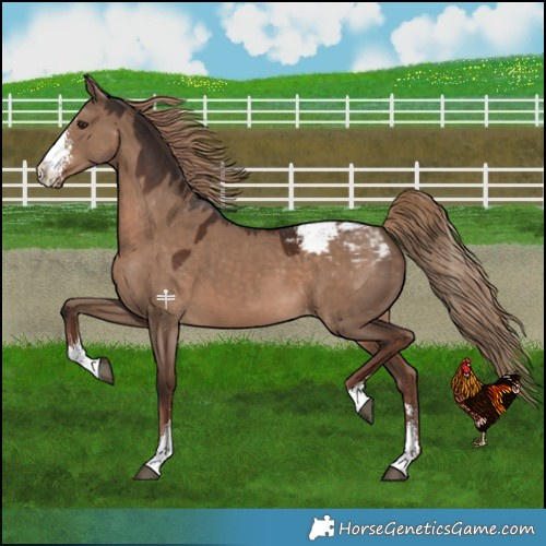 Horse Color:Liver Red Dun Sabino Varnish 