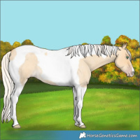 Horse Color:Silver Amber Cream Champagne Roan Dun Tobiano 