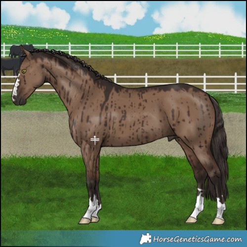 Horse Color:Liver Red Dun Brindle 
