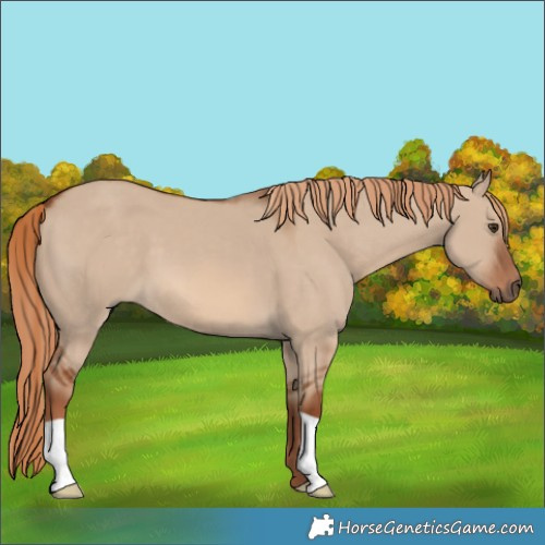 Horse Color:Red Dun 