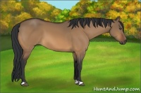 Horse Color:Bay Dun