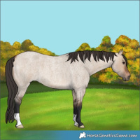 Horse Color:Bay Roan Dun 