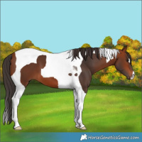 Horse Color:Bay Tobiano 