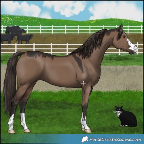 Horse Color:Liver Red Dun 