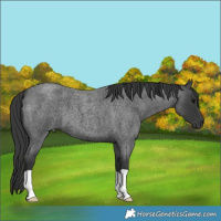 Horse Color:Blue Roan