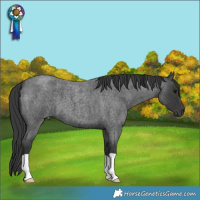 Horse Color:Blue Roan