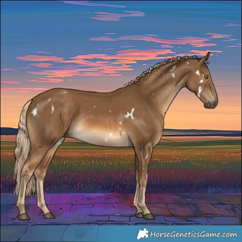 Horse Color:White Spotted Chocolate Palomino