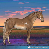 Horse Color:White Spotted Chocolate Palomino 