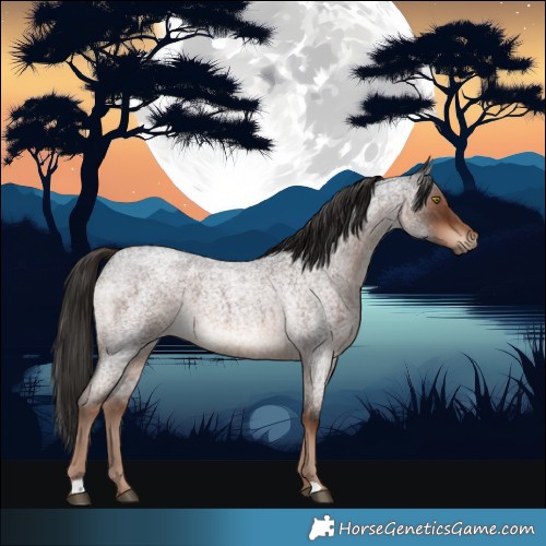 Horse Color:Liver Red Roan