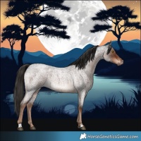 Horse Color:Liver Red Roan 