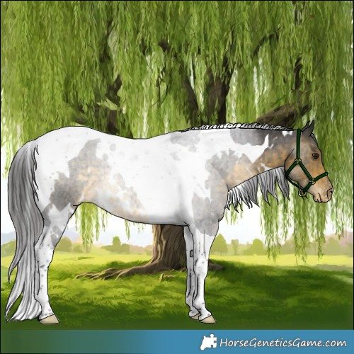 Horse Color:White Spotted Buckskin Tobiano Appaloosa 