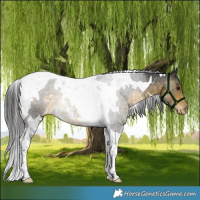Horse Color:White Spotted Buckskin Tobiano Appaloosa