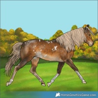 Horse Color:White Spotted Chocolate Palomino Tobiano 