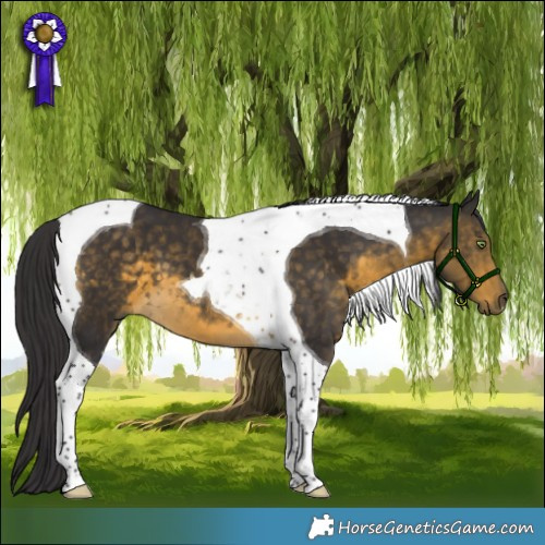 Horse Color:Buckskin Tobiano