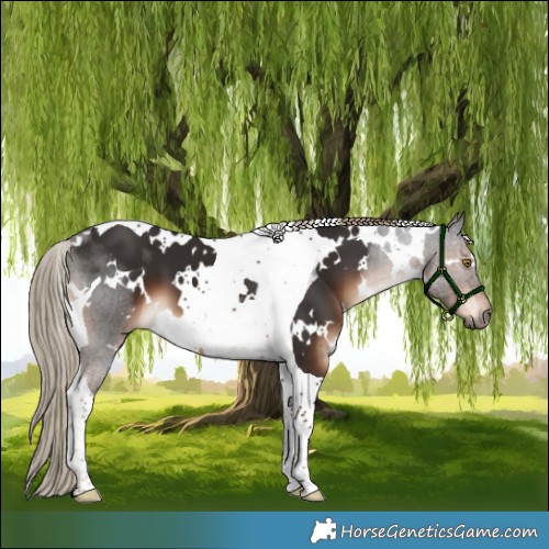 Horse Color:White Spotted Liver Chestnut Tobiano 