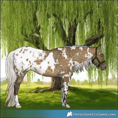 Horse Color:White Spotted Silver Buckskin Dun Appaloosa 