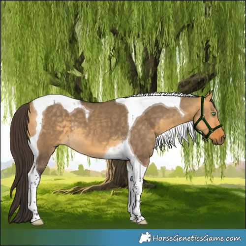 Horse Color:Buckskin Dun Tobiano 