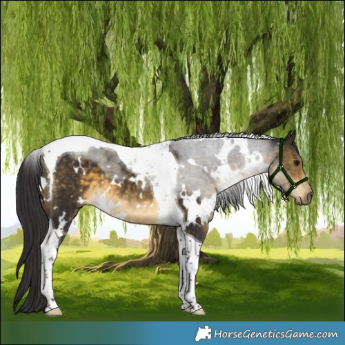Horse Color:White Spotted Buckskin Tobiano