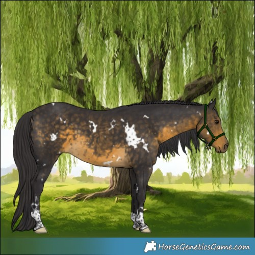 Horse Color:White Spotted Buckskin Tobiano Rabicano