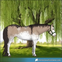Horse Color:White Spotted Liver Red Dun Rabicano 