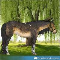 Horse Color:Buckskin Tobiano