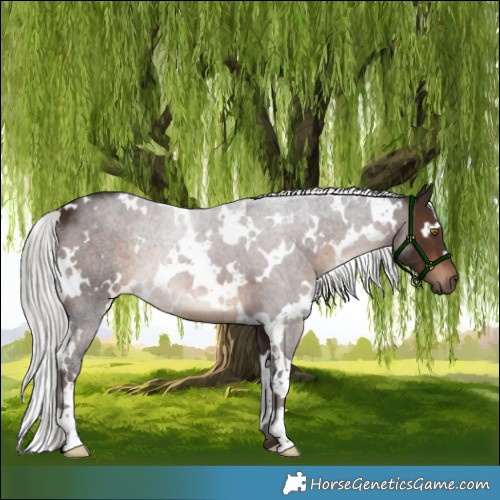 Horse Color:White Spotted Silver Brown 