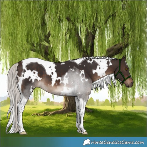 Horse Color:White Spotted Silver Brown Tobiano 