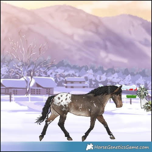 Horse Color:White Spotted Brown Dun Varnish
