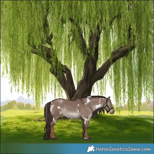 Horse Color:White Spotted Liver Red Dun 