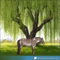 Horse Color:White Spotted Liver Red Dun 