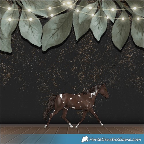Horse Color:White Spotted Liver Chestnut 