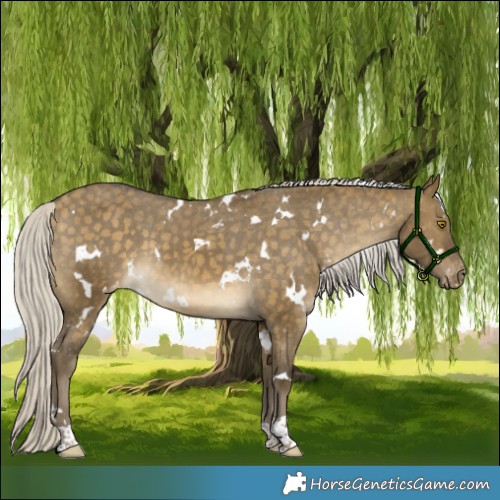 Horse Color:White Spotted Silver Buckskin Dun Appaloosa