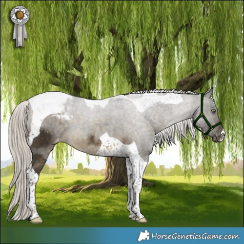 Horse Color:Silver Buckskin Tobiano Appaloosa 