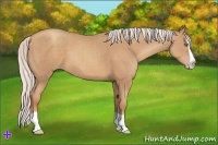 Horse Color:Silver Classic Champagne Splash