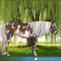 Horse Color:White Spotted Liver Chestnut Mushroom 