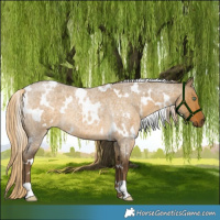 Horse Color:White Spotted Chocolate Palomino Roan Dun Mushroom