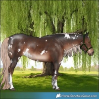 Horse Color:White Spotted Liver Chestnut Mushroom Rabicano 