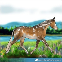 Horse Color:White Spotted Chocolate Palomino Mushroom
