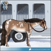 Horse Color:White Spotted Liver Red Dun 