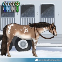 Horse Color:White Spotted Liver Red Dun 