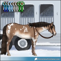 Horse Color:White Spotted Liver Red Dun 
