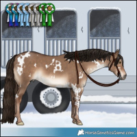 Horse Color:White Spotted Liver Red Dun 