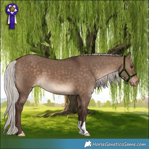 Horse Color:Silver Brown Dun Appaloosa