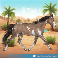 Horse Color:White Spotted Liver Red Dun Rabicano 