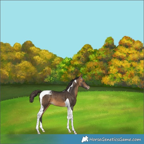 Horse Color:Buckskin Tobiano Appaloosa 